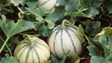 Melon